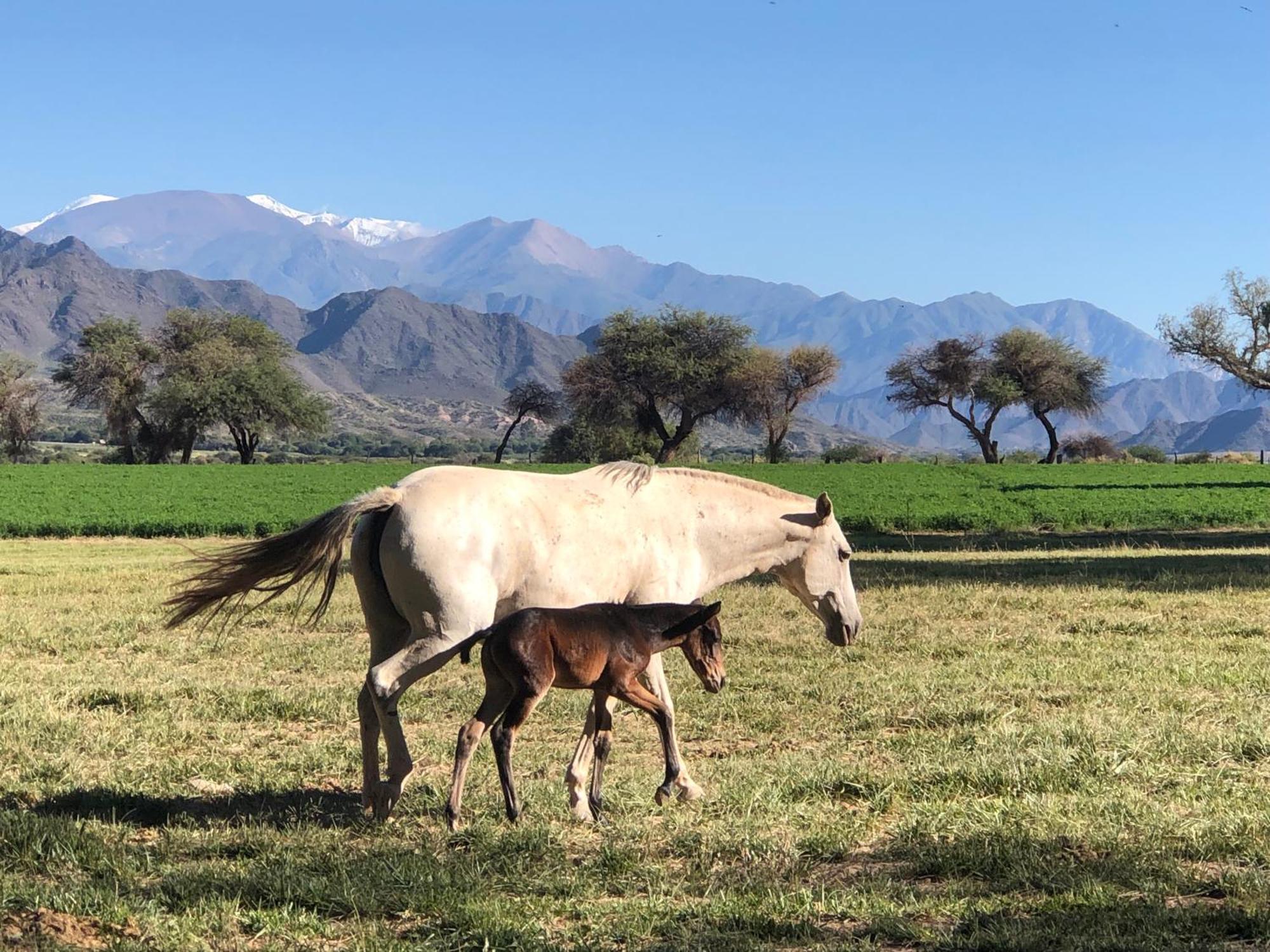 Estancia Banda Grande - Horse & Hiking Safaris โมลิโนส ภายนอก รูปภาพ